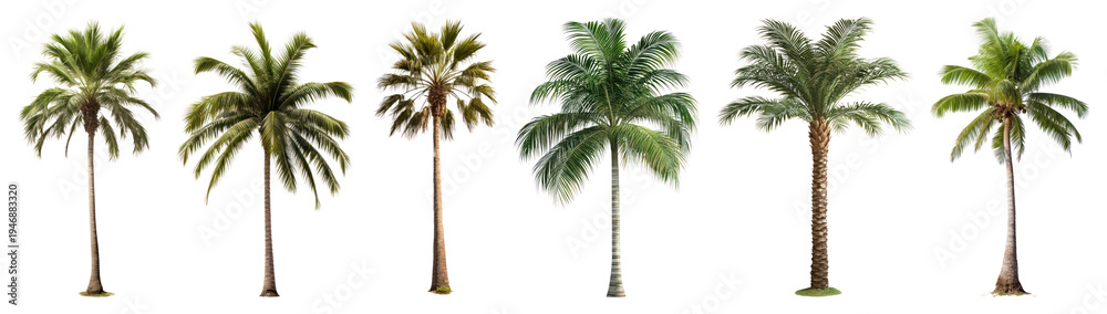 Obraz premium PNG Tropical palm trees collection on transparent background