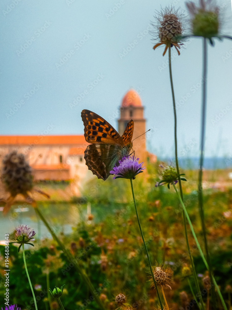 Fototapeta premium French Butterfly on a Flower
