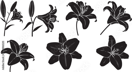 A black and white illustration depicts several lily flowers in various stages of bloom. The image showcases the lily plant's growth cycle, from buds to fully opened blossoms.