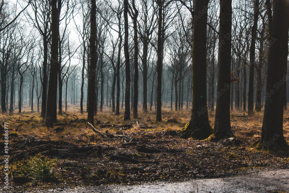Fototapeta premium mysterious forest in autumn
