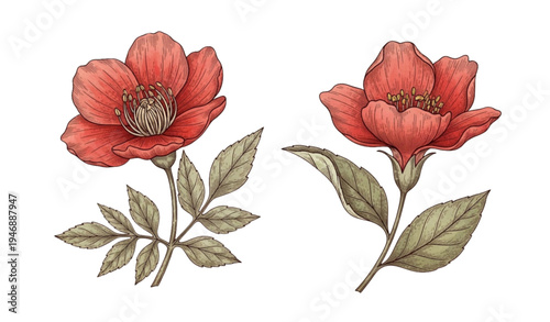 Vintage red flower botanical illustration antique style art print isolated on transparent background