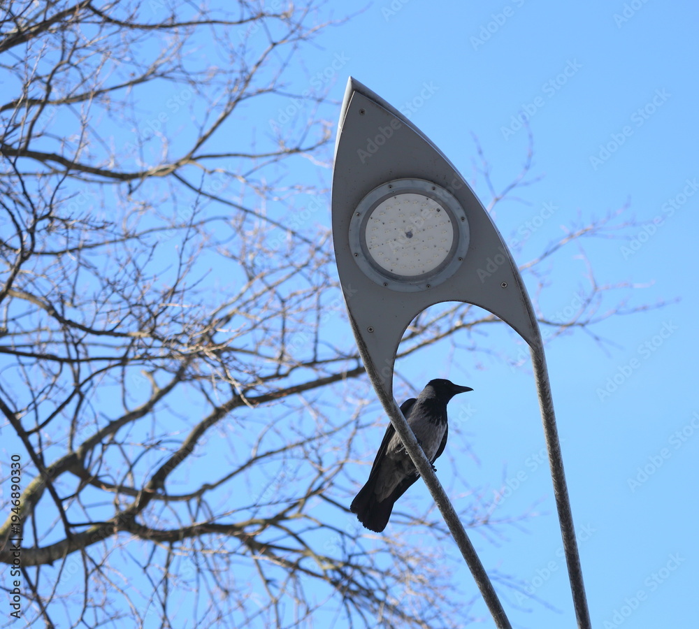 Obraz premium A crow is sitting on a streetlight near the bare branches of a tree