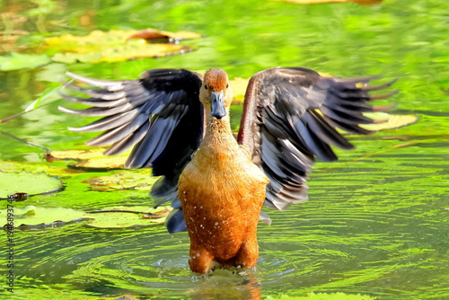 whistling duck on water 