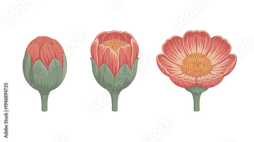 A delicate illustration of a flower life cycle: from bud to full bloom.