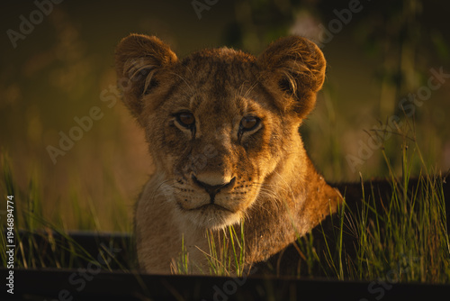 Lion cub lies watching camera from railway