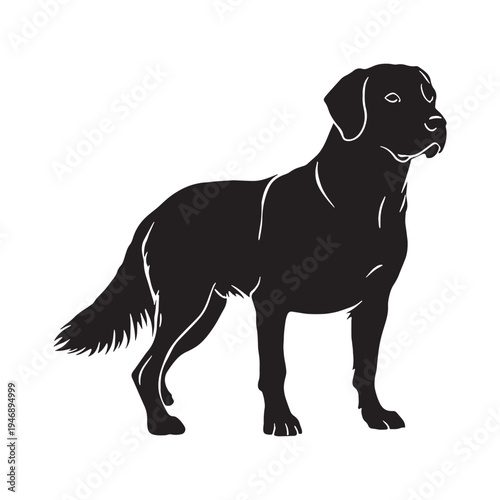 Akbash Dog – Loyal Turkish Livestock Guardian, Powerful White Shepherd Breed, Intelligent Protector, Brave Farm Dog, Calm Temperament, Family Friendly, Working Guardian, Rare Herding Dog, Strong.