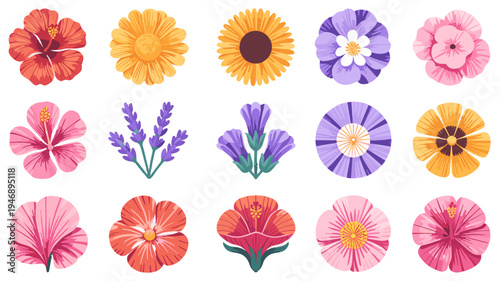 Collection of various colorful flowers, arranged in rows.