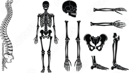 Detailed black and white silhouette illustration of human skeleton and individual bones including skull, spine, pelvis, arms, and legs