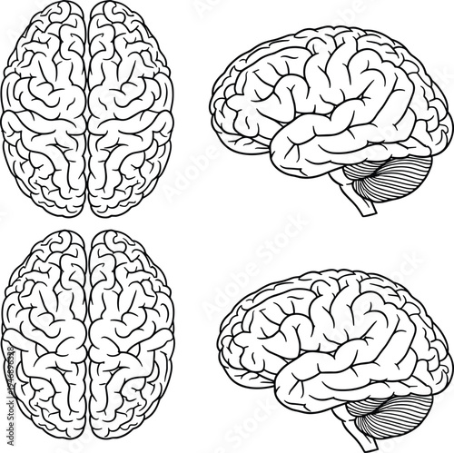 Detailed human brain illustrations showing top and side views with cerebral cortex folds, cerebellum, and brainstem anatomy for education