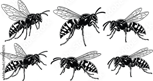 Detailed vector silhouettes of wasps in side profile showing wings, legs, antennae, and body markings for entomology and insect studies