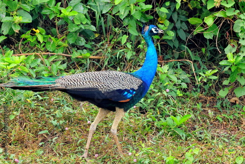 peacock in the woods