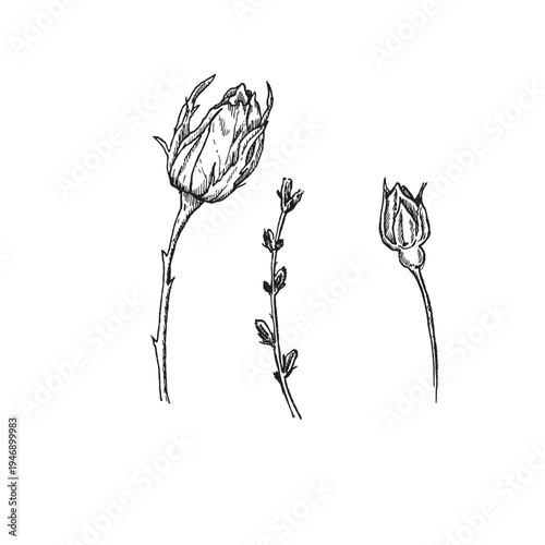 A set of rosebuds and a sprig in a black ink engraving style. Elements for a stylish, minimalist spring and summer holiday design.