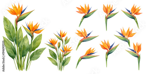A watercolor collection of bird of paradise flowers for tropical floral designs, botanical illustrations, summer decor, and exotic plant artwork.