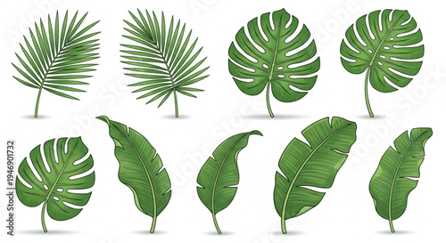 Collection of vibrant green tropical plant leaves isolated on a white background