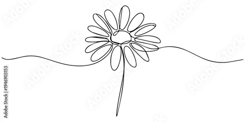 chamomile flower continuous one line drawing, Daisy flower continuous one line drawing illustration, Daisy flower in continuous line art style Chamomile One line drawing art. One continuous line art