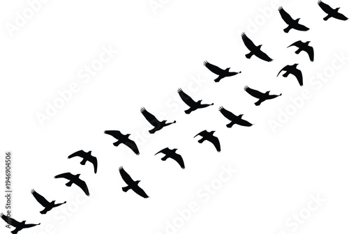 Flock of birds flying in V formation silhouette, migratory bird group isolated on white background, seasonal wildlife migration vector illustration,