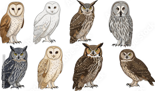 Collection of owl birds in different species and poses detailed wildlife vector illustration set isolated forest nocturnal predator animals