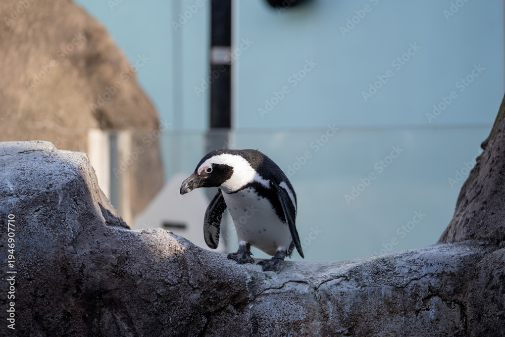 Fototapeta premium A penguin is standing on a rocky surface while holding a fish in its beak. It is in a zoo exhibit with clear blue backgrounds visible. Other penguins may be nearby.