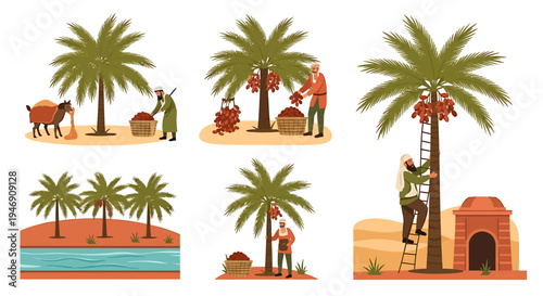Collection of illustrations depicting date palm harvesting and cultivation in arid regions. Vector Illustrations. EPS Editable