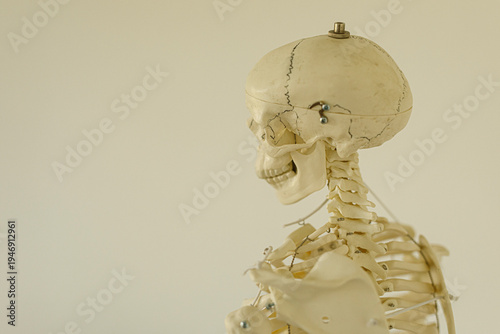 Educational skeleton model ...