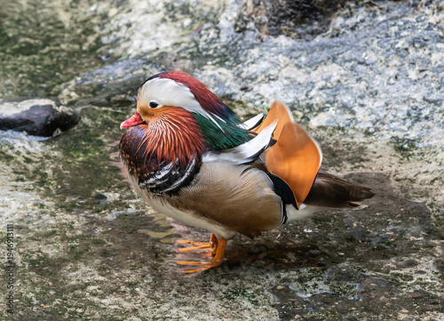 Male Mandarin duck , Aix galericulata, spotted in Cartagena, Colombia