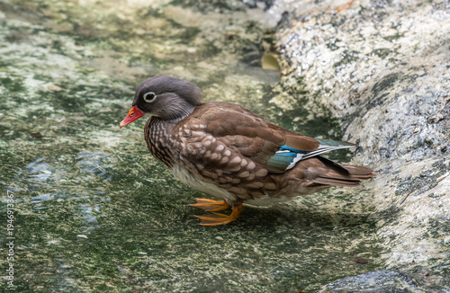 Female Mandarin duck, Aix galericulata spottet in Cartagena, Colombia