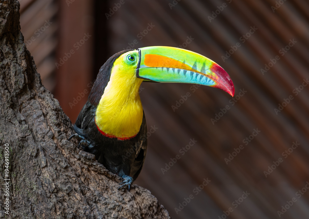Fototapeta premium Keel-billed toucan (Ramphastos sulfuratus), also frequently called the rainbow-billed toucan spotted in Cartagena, Colombia