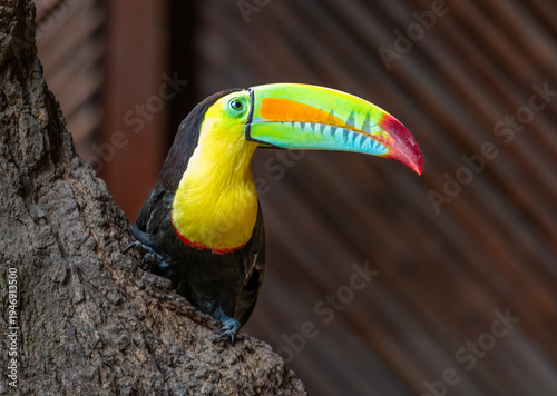 Keel-billed toucan (Ramphastos sulfuratus), also frequently called the rainbow-billed toucan spotted in Cartagena, Colombia