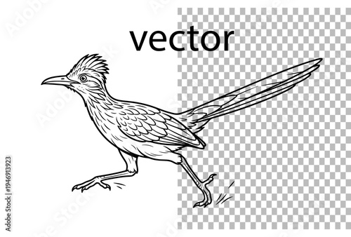 Fotografie roadrunner bird running vector line art outline desert illustration wildlife dra