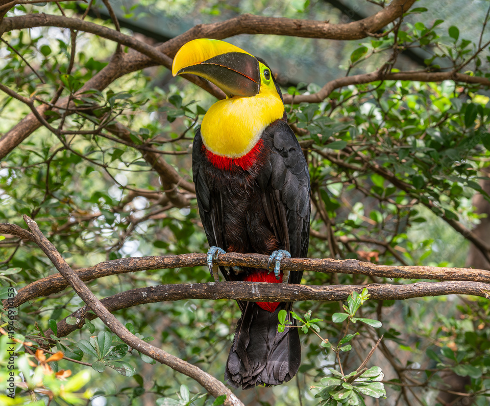 Fototapeta premium Yellow-throated toucan (Ramphastos ambiguus), Chestnut-mandibled subspecies (Ramphastos ambiguus swainsonii)