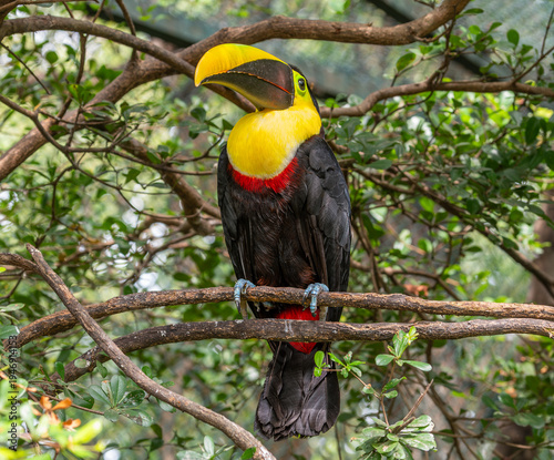 Yellow-throated toucan (Ramphastos ambiguus), Chestnut-mandibled subspecies (Ramphastos ambiguus swainsonii)