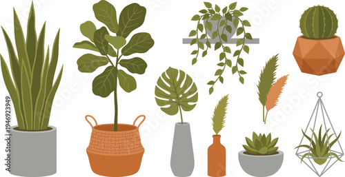 Minimalist indoor greenery planter elements with snake plant fiddle leaf cactus pampas grass monstera air plant in olive green clay orange concrete grey for natural home design