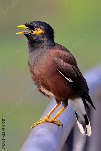 Birds of SL