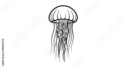 Detailed black and white line art illustration of a jellyfish with flowing tentacles, marine life drawing.