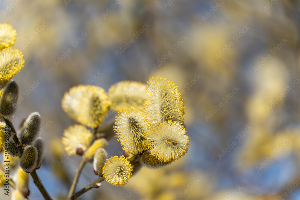 Fototapeta premium Soft yellow buds on willow branches. Springtime blooms blur softly against blue sky. Fuzzy catkins cluster on slender stems. Sunlit flowers sway gently in breeze