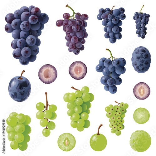 Photorealistic Grapes Variety Set With Various Colors Vector Illustration
