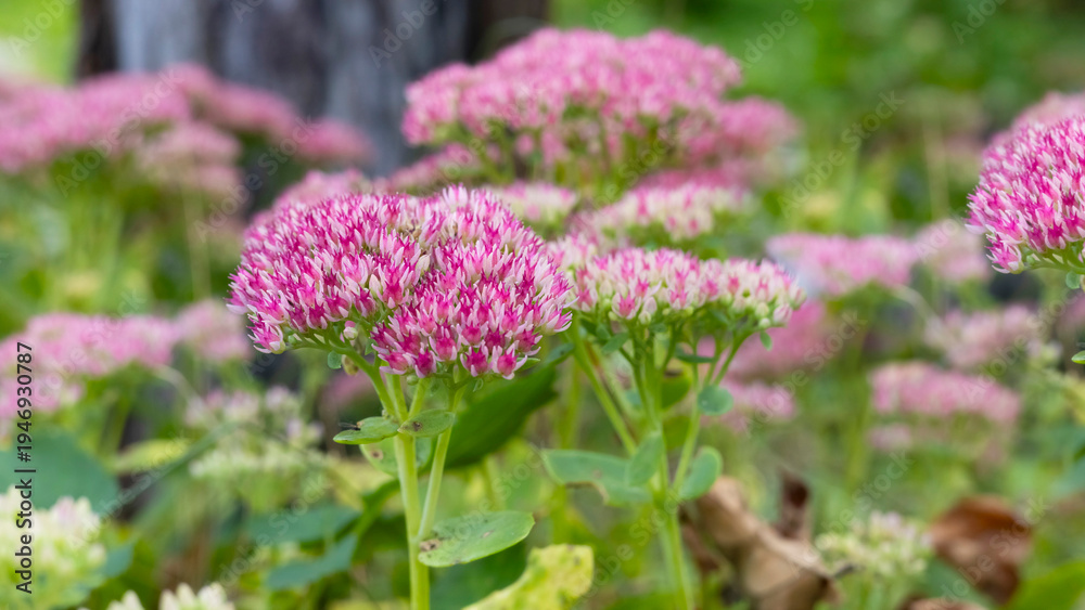 Obraz premium Close up of pink sedum spectabile flowers in bloom
