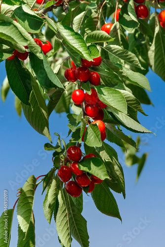 Cherry branch