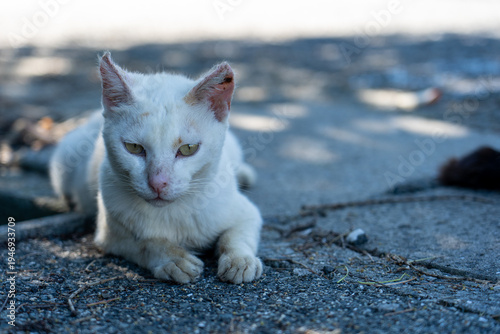 Wallpaper Mural 島の野良猫 / Stray cats on the island Torontodigital.ca
