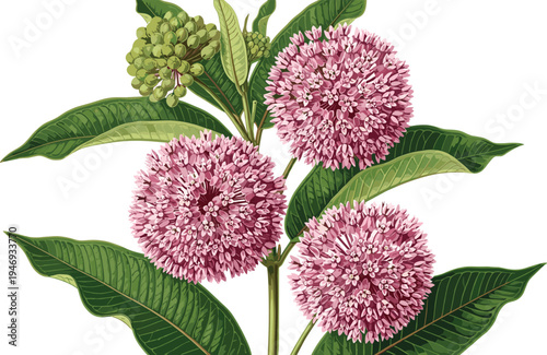 Common milkweed flower vector illustration with pink blooming umbels and green leaves isolated on white background for nature and botanical design.