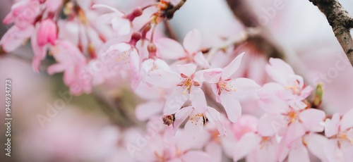 Cherry blossom flower branch with soft pink petals blooming in spring season, delicate nature background with gentle light and blurred bokeh effect creating peaceful mood