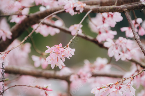 Cherry blossom pink flower spring season tree branch nature close up delicate petals floral background blooming flower soft focus outdoor scenery