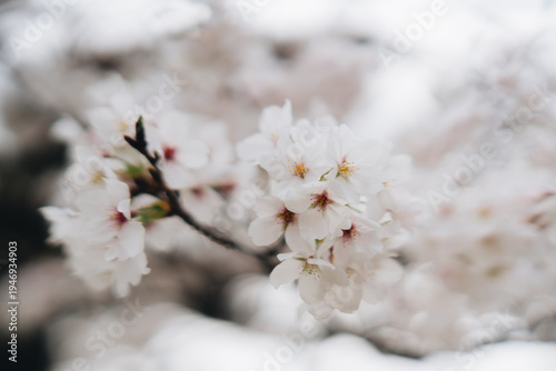 White flower blossom branch spring bloom nature delicate petal close up soft floral plant garden tree beauty natural outdoor season botany flora growth fresh background bloom flower flowering bud
