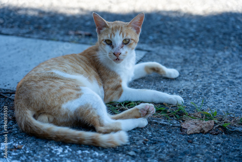 Wallpaper Mural 島の野良猫 / Stray cats on the island Torontodigital.ca