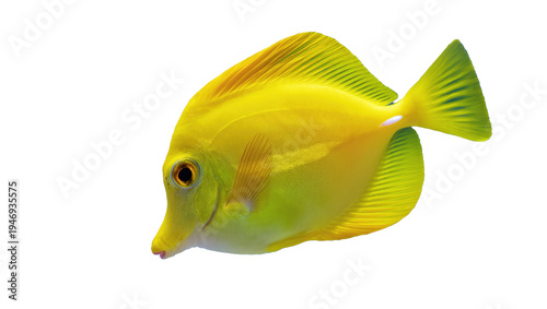 Φωτογραφία Isolated beautiful yellow tang tropical fish, a marine aquarium species with bri