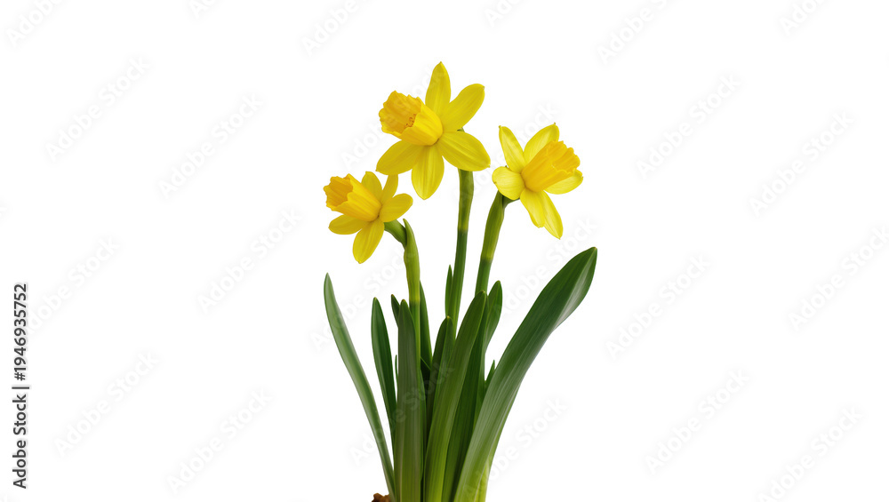 Obraz premium Isolated yellow daffodils with vibrant green leaves blooming in a beautiful spring arrangement
