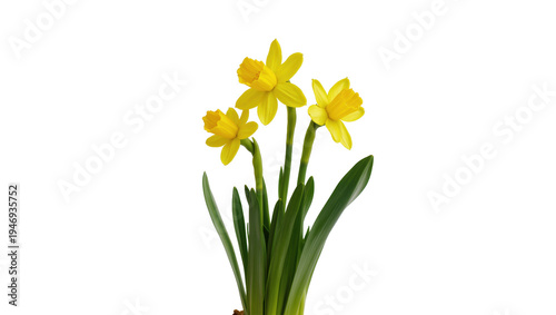 Konstfotografi Isolated yellow daffodils with vibrant green leaves blooming in a beautiful spri