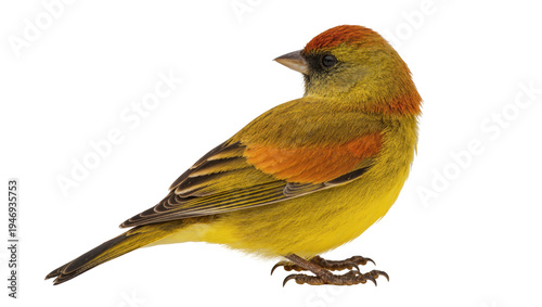 Fotografie Isolated vibrant yellow and olive-green finch-like songbird with rufous head, fa