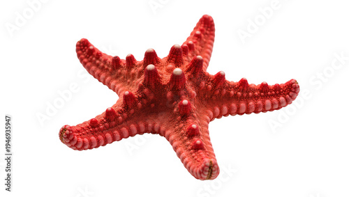 Isolated red starfish, a beautiful marine animal with textured skin, a vibrant ocean creature