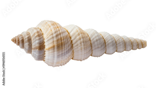 Foto Isolated elegant elongated ribbed spiral seashell with natural cream and tan pat